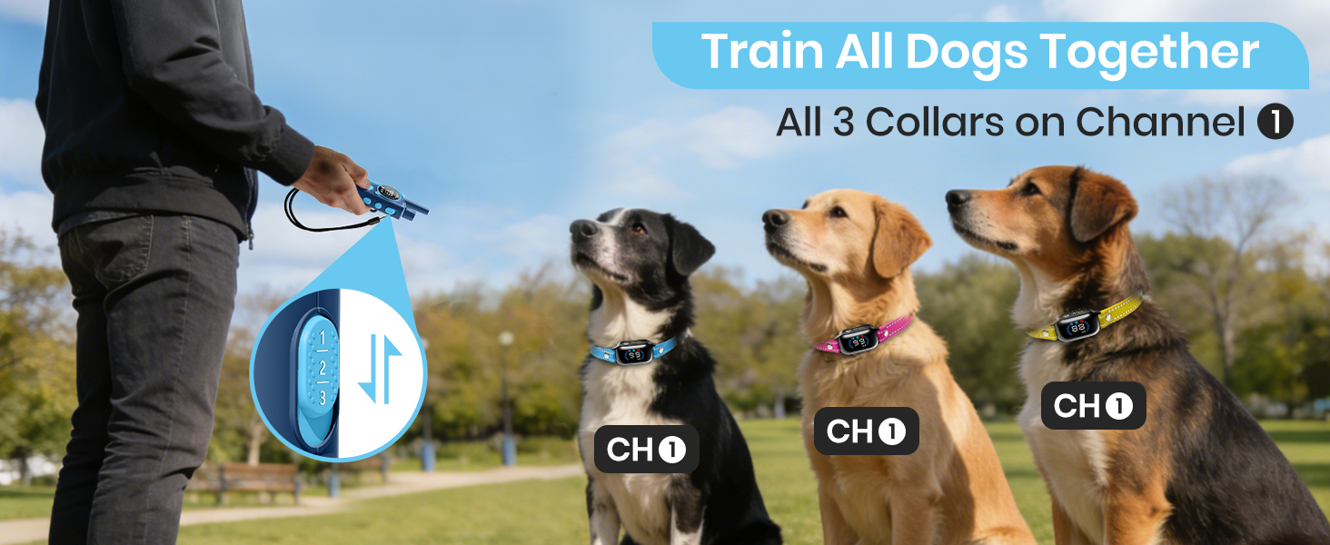 3 dogs training collar