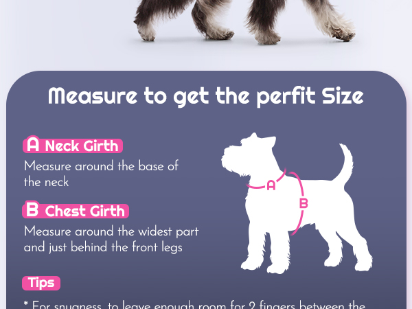 dog harness and leash set small dog