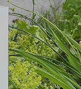 plant watering devices