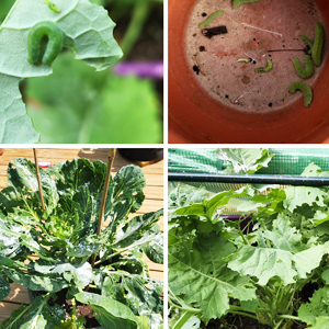 Vegetables gnawed by insects
