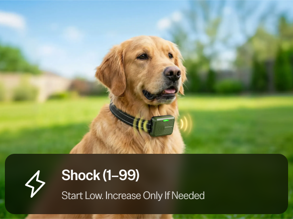 medium size shocking correction puppies buzzer buzz behavior best long range shot shoke e corriente