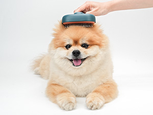 cat brush dog brush for shedding