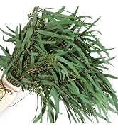 17'' Real Dried Seeded Eucalyptus Stems for Shower, Preserved Natural Eucalyptus Leaves with Seed...