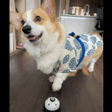white dog bell