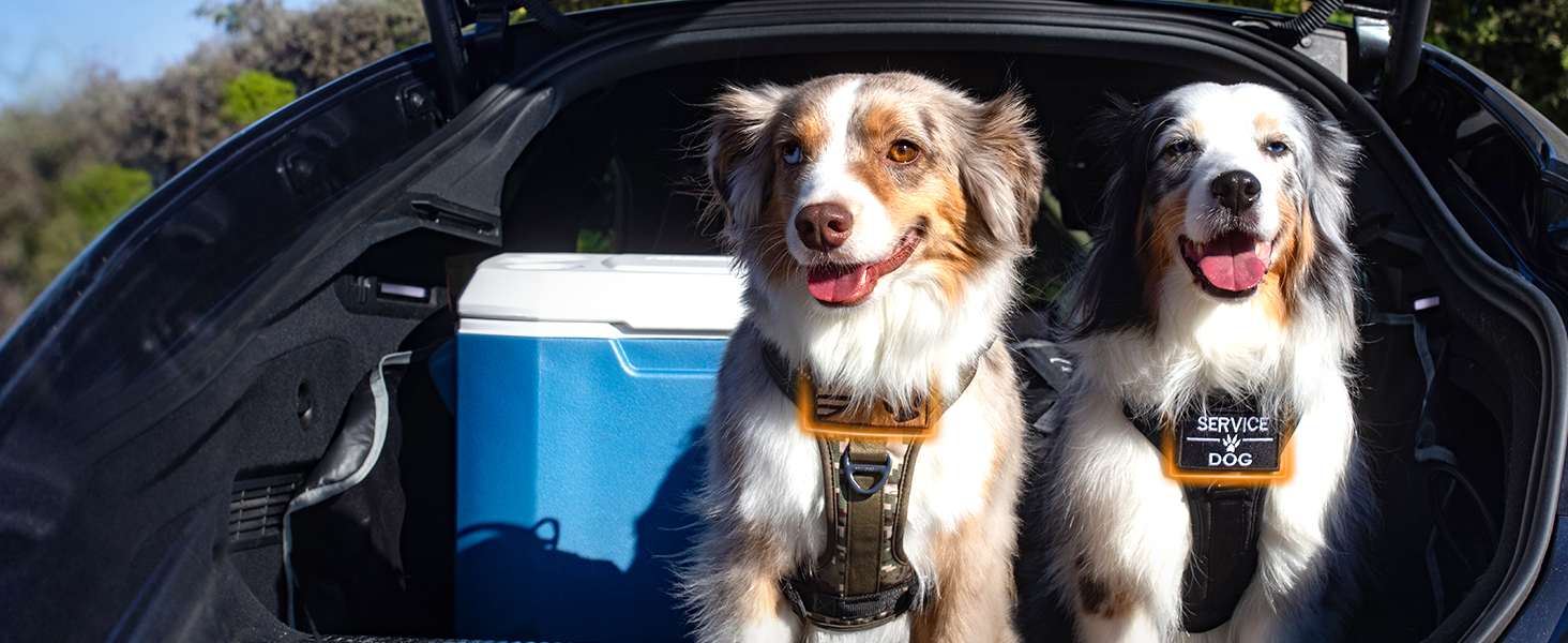 dog harness
