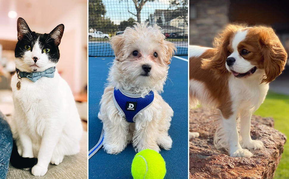 dog accessories pet supplies pet grooming vacuum for dogs hair dryer brush blow dryer dog grooming