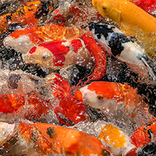 commercial air pump air pump aquarium aquarium air pump pond air pump hydroponic air pump