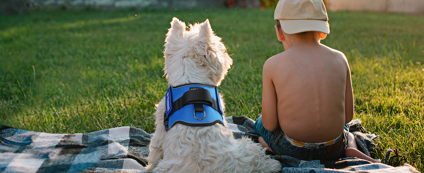 dog harness1-3
