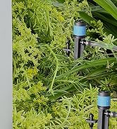 plant watering devices