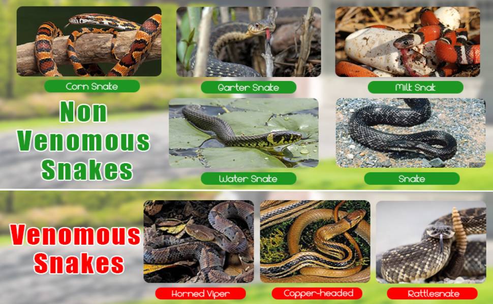 natural snake repellent