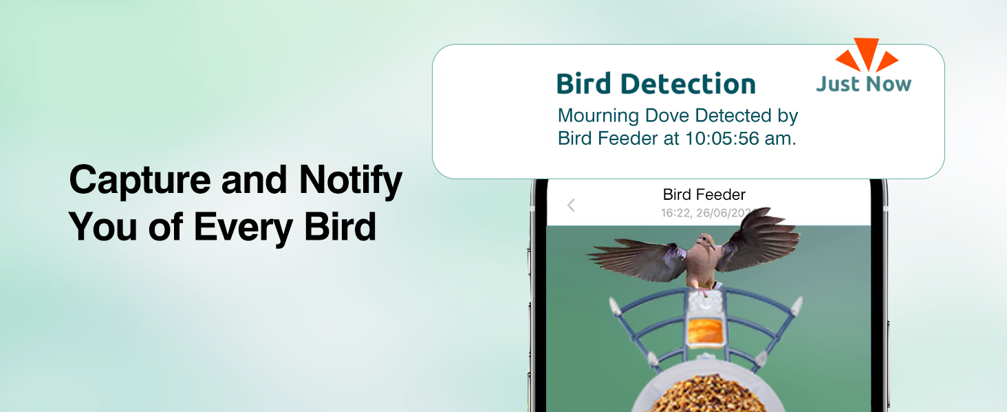 Bird Detection