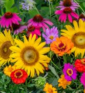 Burpee Wildflower 25,000 Bulk, 1 Bag | 18 Varieties of Non-GMO Flower Seeds Pollinator Garden, Pe...