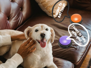 pet training buttons