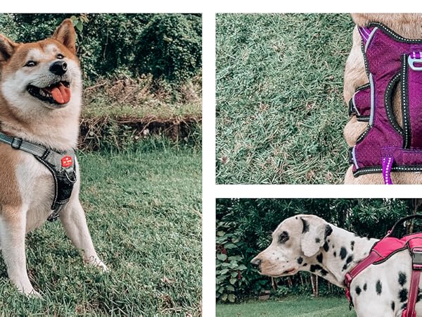 Tracker Harness