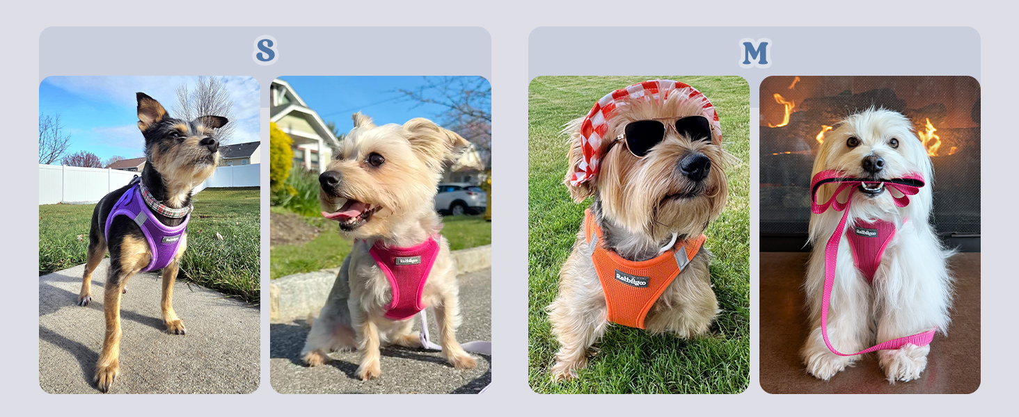 adjustable dog harness for small medium dogs
