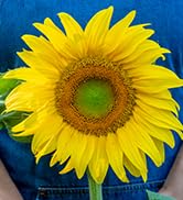 Burpee 'Mammoth' Sunflower Seeds - 7gm Non-GMO Seed Packet for Home Gardening - Heirloom, Jumbo S...