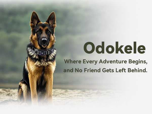 dog collar airtag