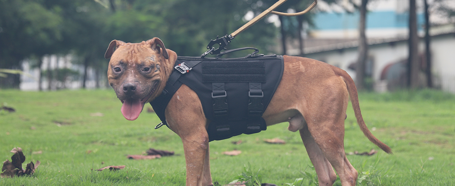 medium dog harness