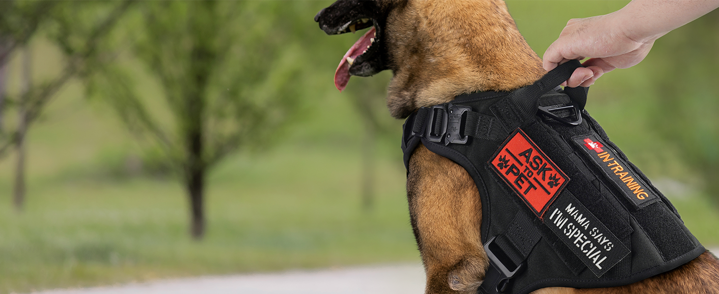 dog harness