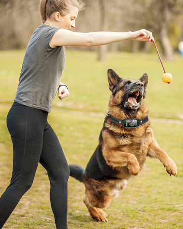 anti barking collar for dogs