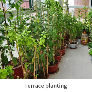 terrace planting