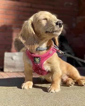 cute dog harness pink dog harness xxs dog harness xxsmall dog harness