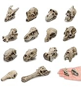 14 Pcs 1.5 Inch Mini Resin Animal Skull Heads Miniature Animal Skull Figurines Mini Halloween Sku...