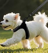Dog Harness and Leash Set,Step in Small Sized Dog Harness,Soft Mesh,No-Chock,Reflective Adjustabl...
