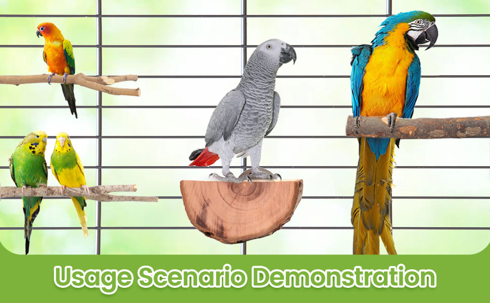 bird stand