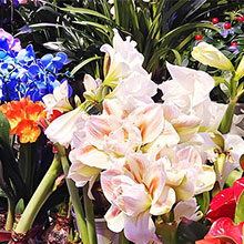 Three floral photographs showing pink and white blossoms with some blue and orange flowers mixed in garden settings.