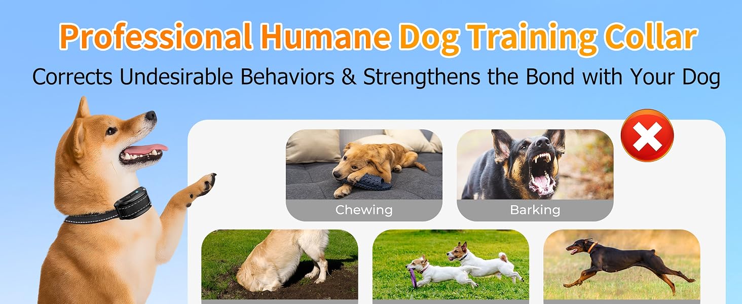 dog training collar 10