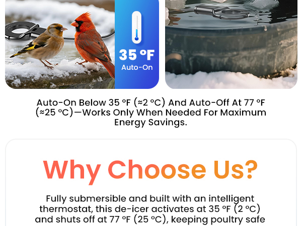 chicken water heater for winter