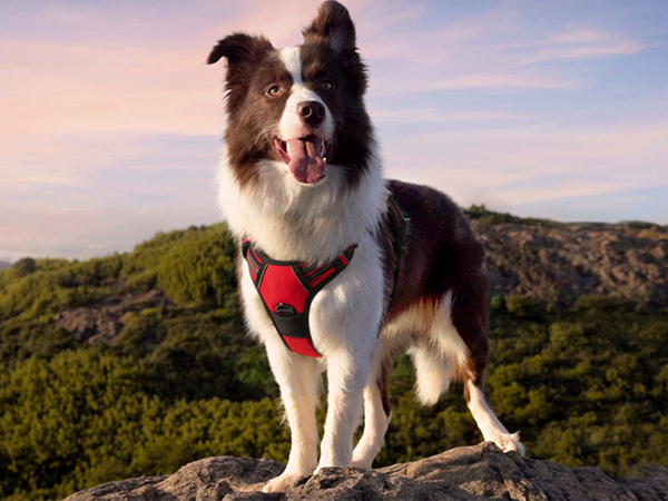 dog harness