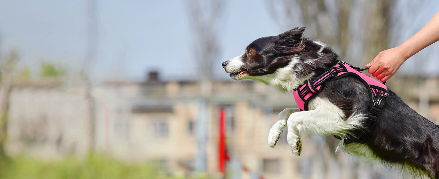 dog harness