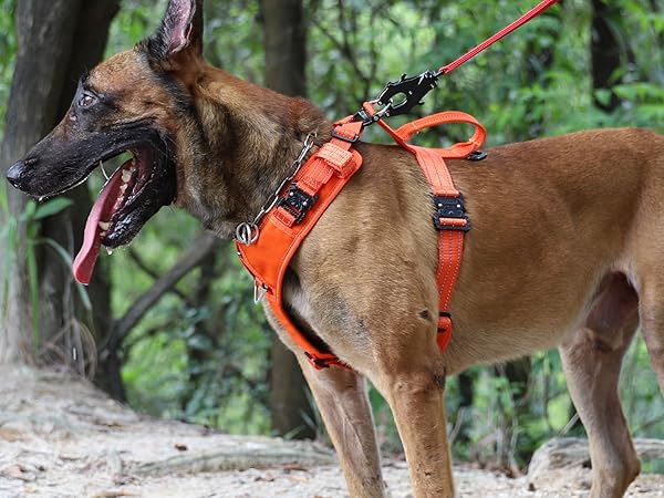 dog harness leash clip