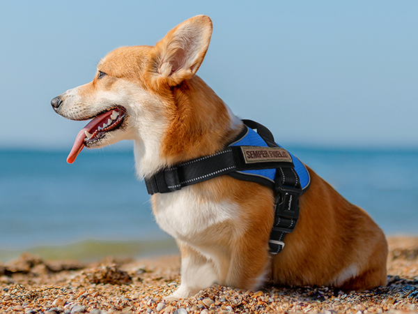 dog harness2-3