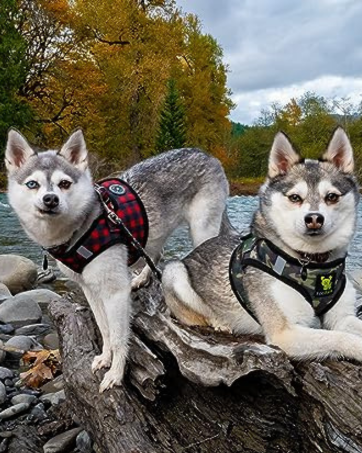 step in dog harness plaid dog harness buffalo check dog harness camo dog harness