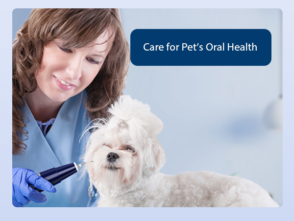 Pet&amp;#39;s Oral Health
