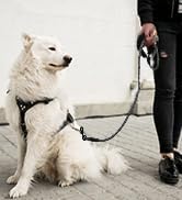 Dog leash