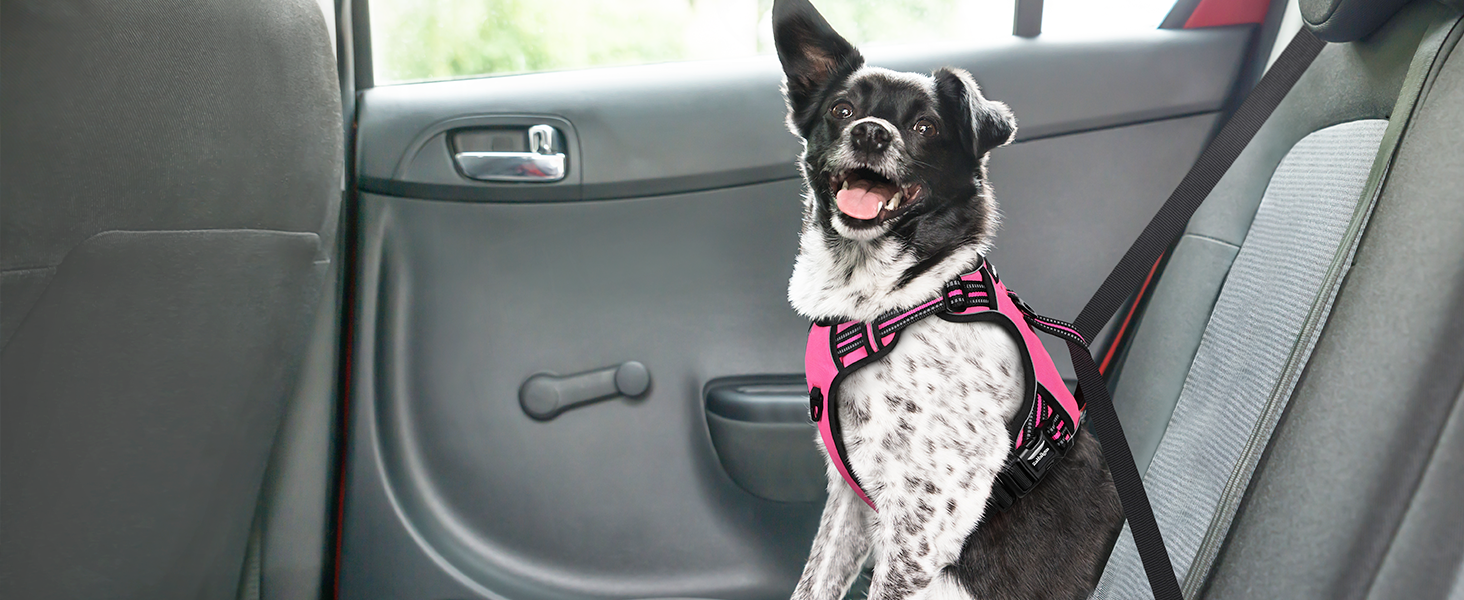 dog harness