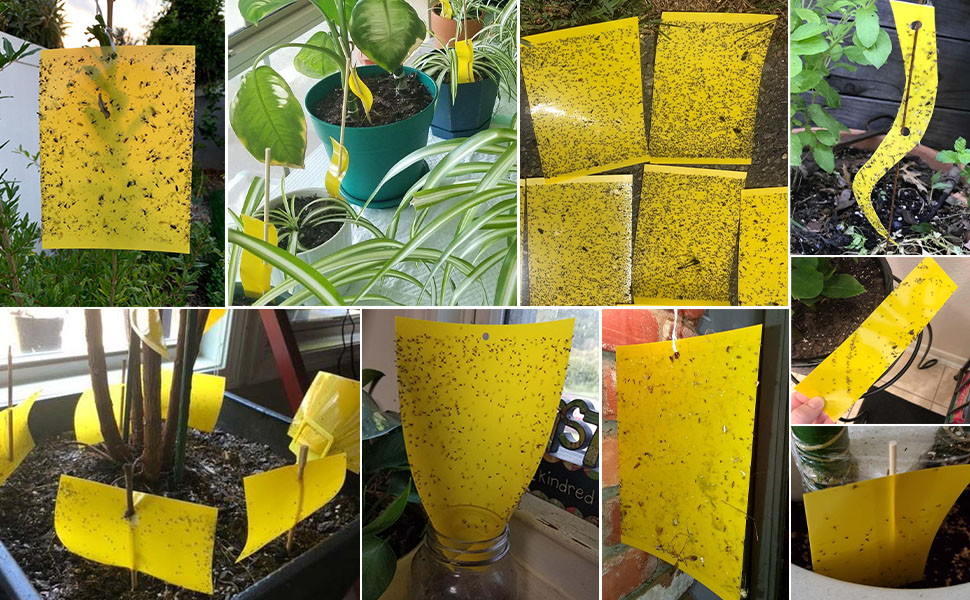 Gnat trap Yellow Sticky Trap