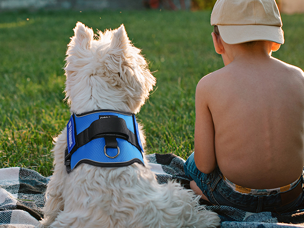 dog harness