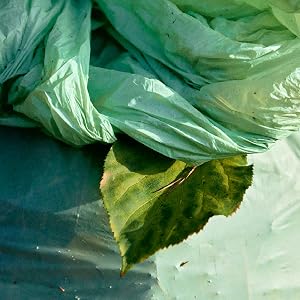 leaf sticking out of a biobag lawn and leaf bag
