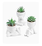 succulent plant