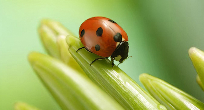 Koolertron 7 inch LCD Digital USB Microscope