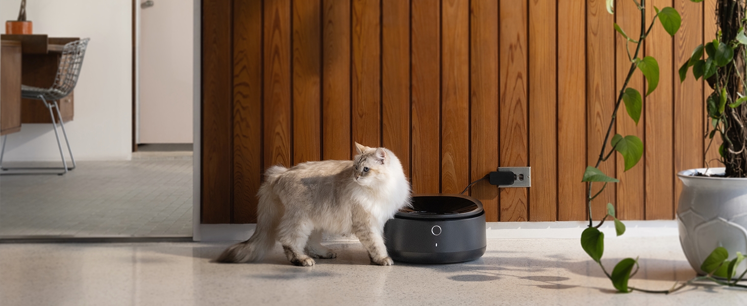 automatic cat feeder