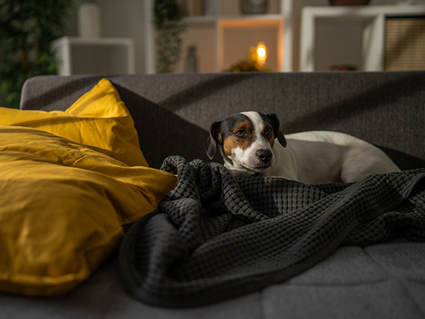 Even if you&amp;#39;re not home, you can turn lights on for loved ones with My Leviton.