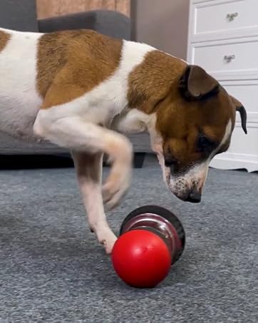 dog treat toy