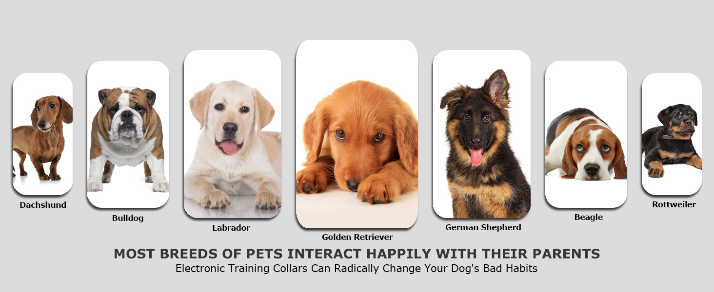 dog shock collar with remote for large dogs e collar