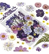 CONVELIFE Pressed Flowers Purple 33 Pcs of 12 Types, Real Dried Flowers for Resin Plant Herbarium...